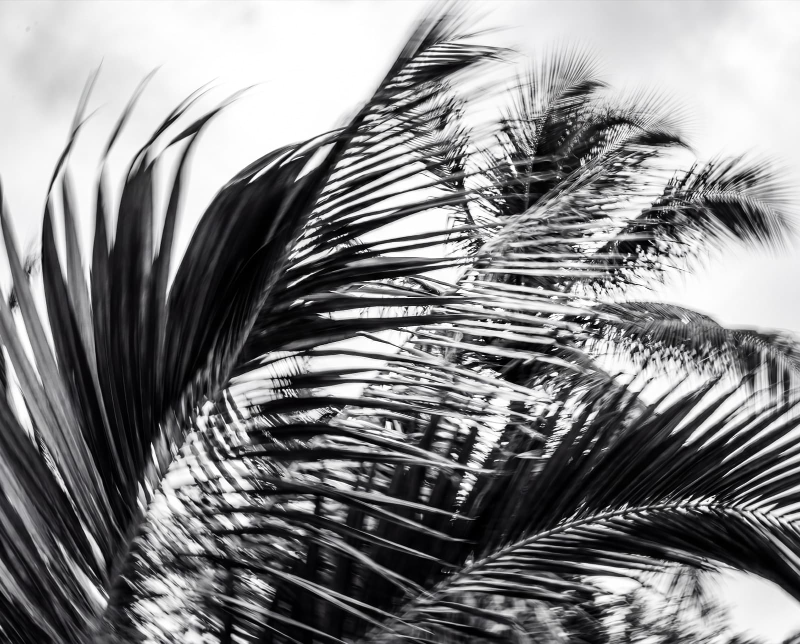 Achromatic Series — 20