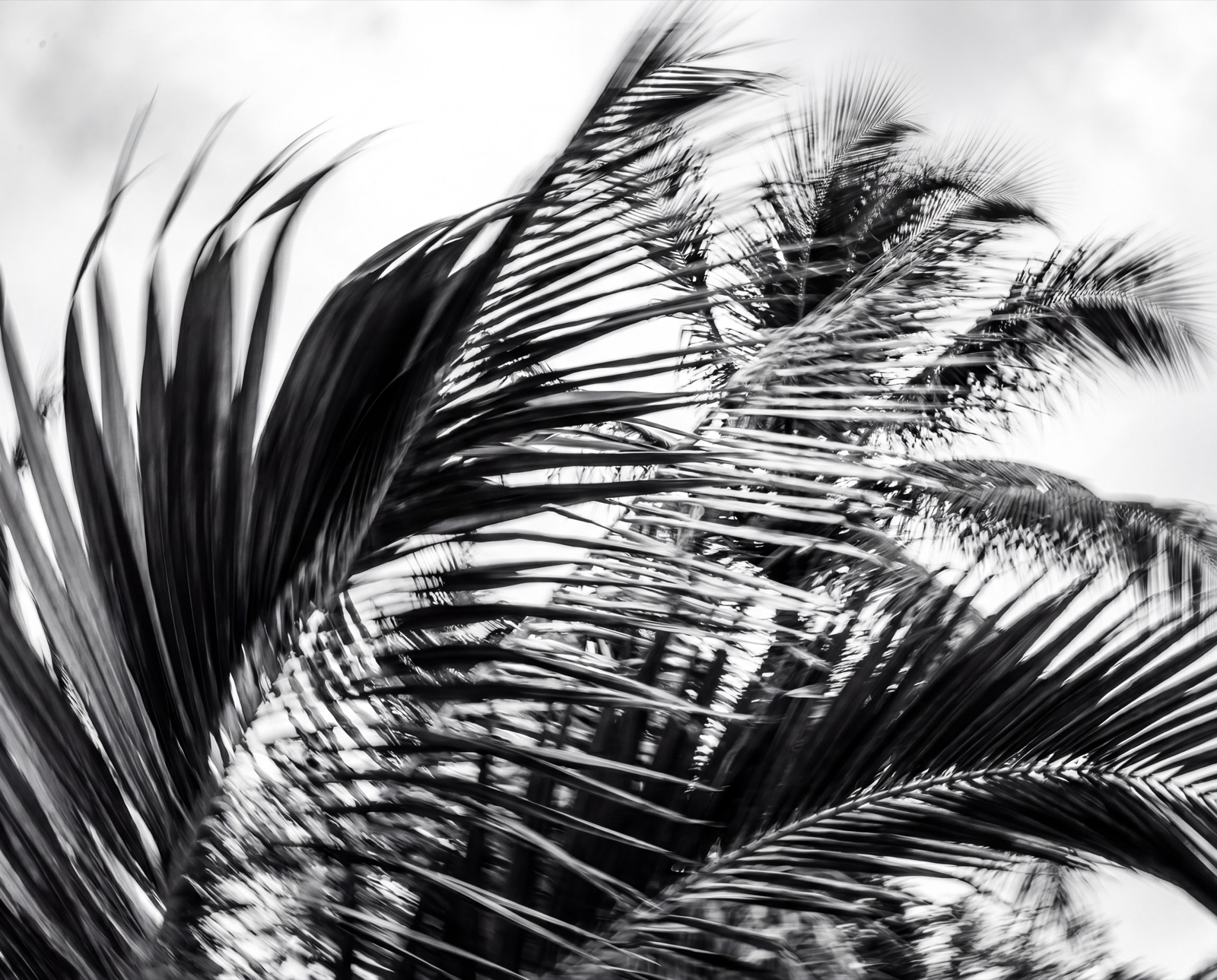 Achromatic Series — 20