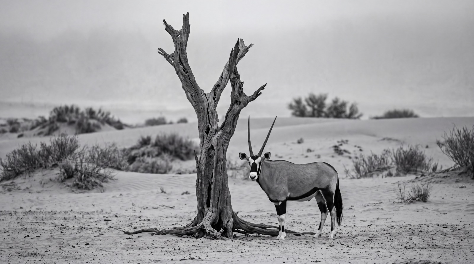 Achromatic Series — 14